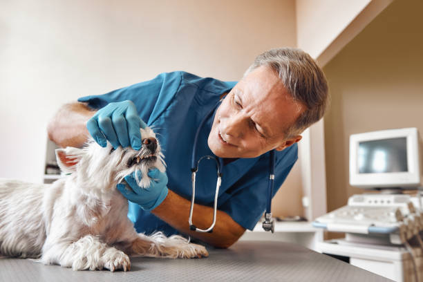 Best 24-Hour Emergency Dental Care in Hartford, MI
